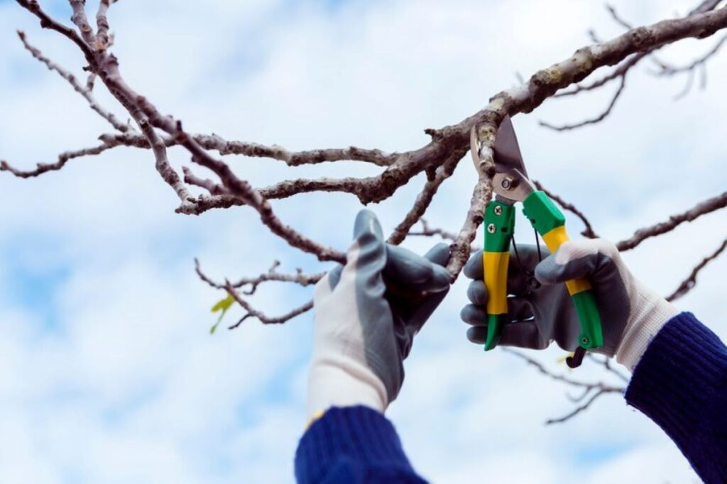 tree pruning services near me