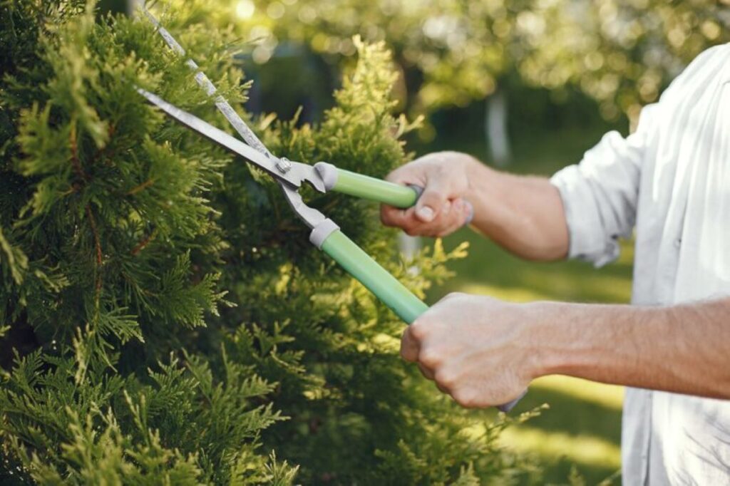 tree pruning sydney