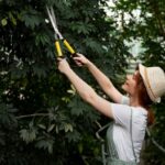 tree pruning sydney