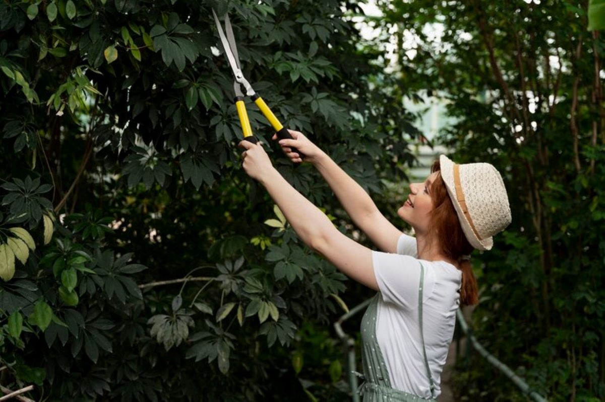 tree pruning sydney