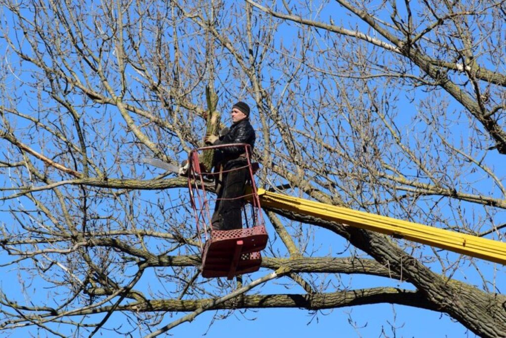 tree pruning services near me